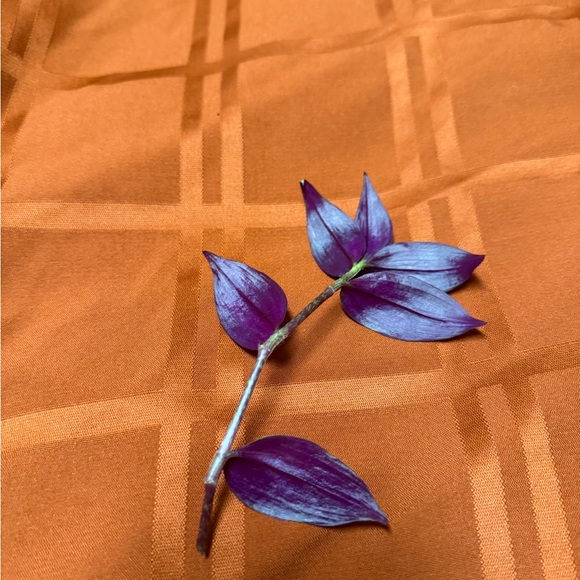 Live plants! Beautiful Cuttings Variety 5 healthy Miscellaneous unrooted - Picture 10 of 11